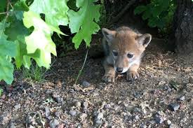 Image result for cute coyotes"